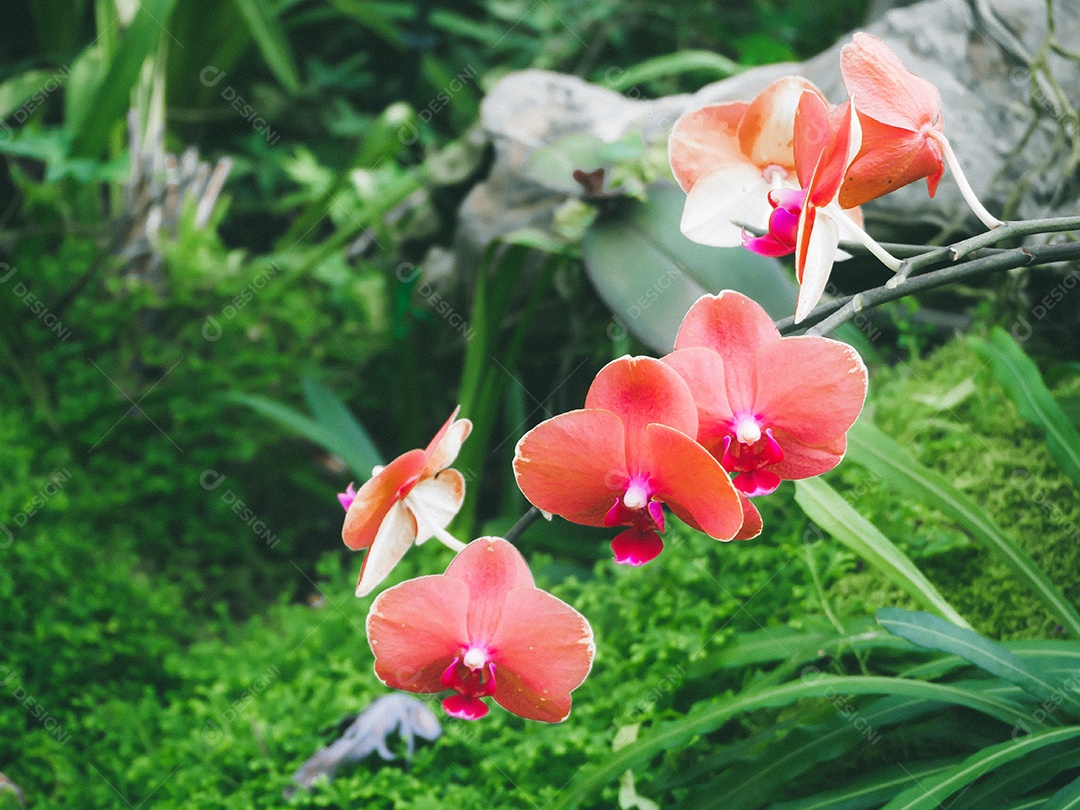 Lindas orquídeas no jardim.