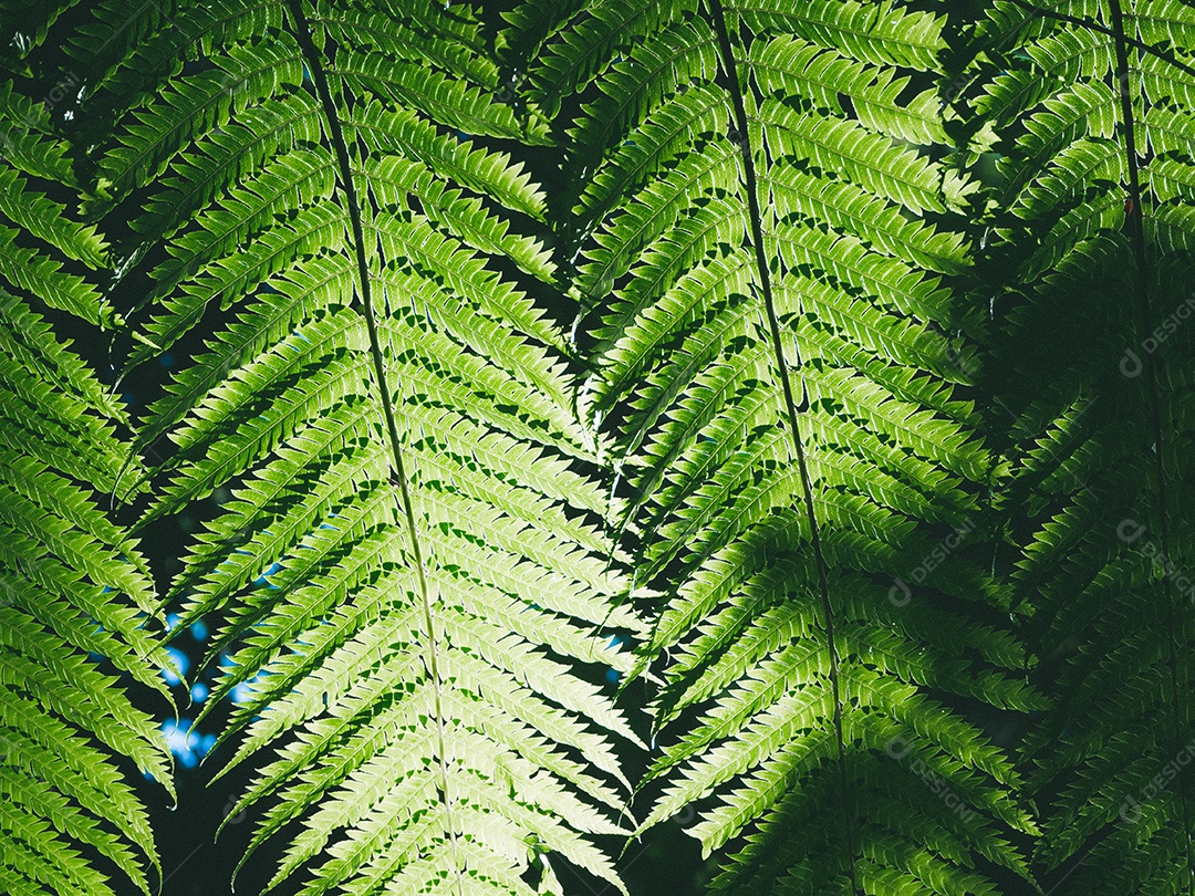 Folhas de samambaia verde linda na natureza. Fundo de samambaia da floresta tropical.