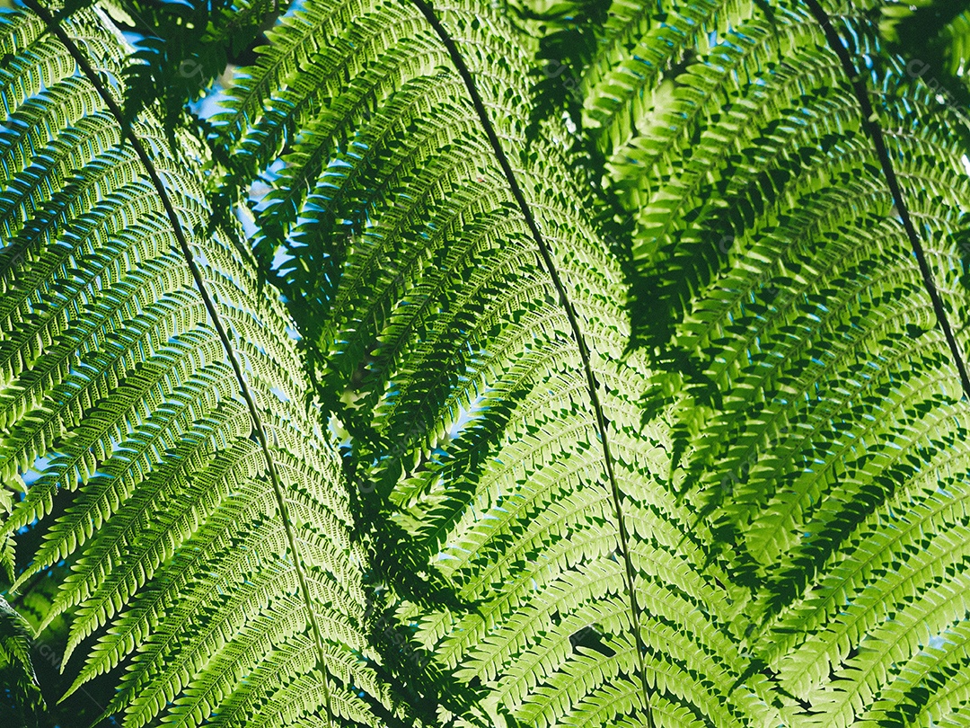 Folhas de samambaia verde linda na natureza. Fundo de samambaia da floresta tropical.