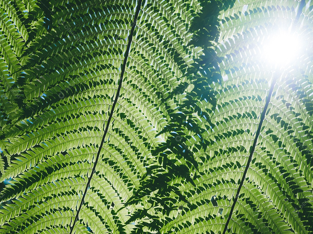 Folhas de samambaia verde linda na natureza. Fundo de samambaia da floresta tropical.