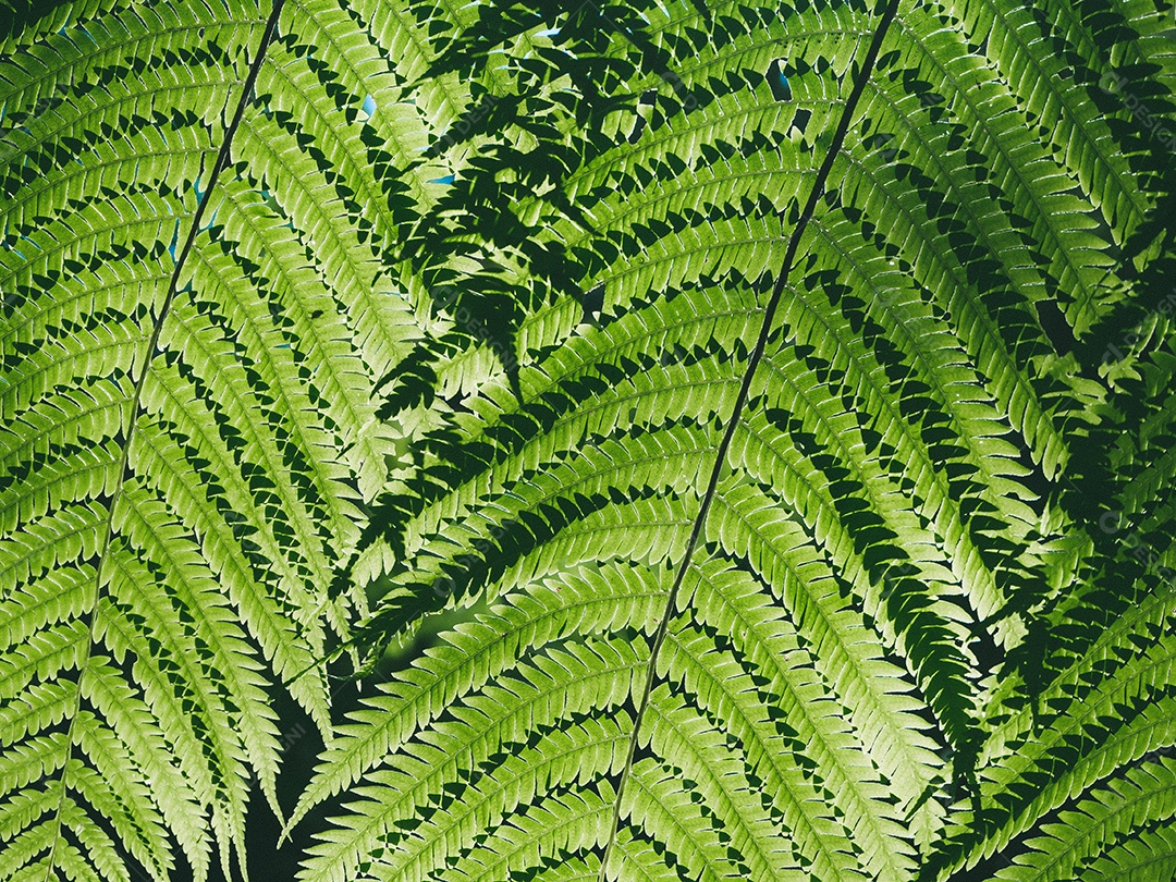 Folhas de samambaia verde linda na natureza. Fundo de samambaia da floresta tropical.