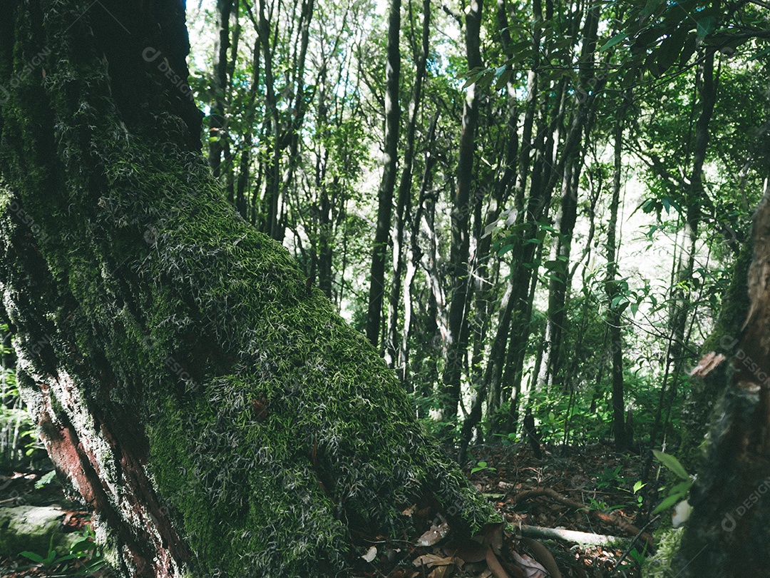 Floresta tropical no Parque Nacional Doi Inthanon, Tailândia.