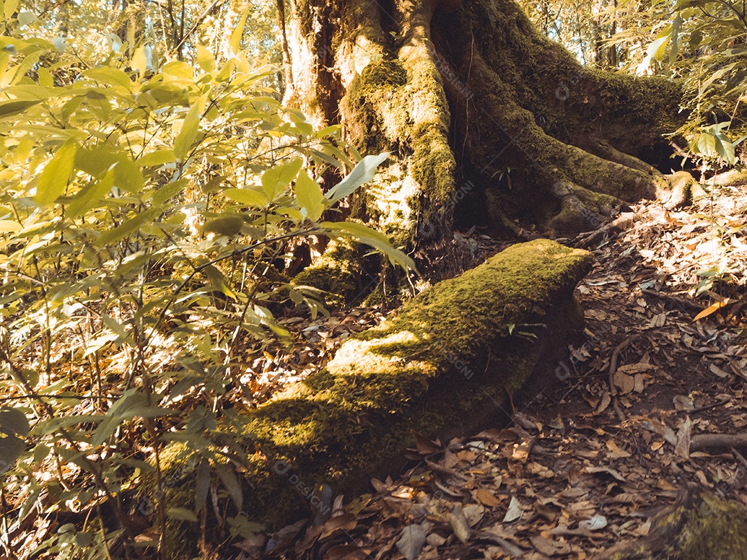 Floresta tropical no Parque Nacional Doi Inthanon, Tailândia.