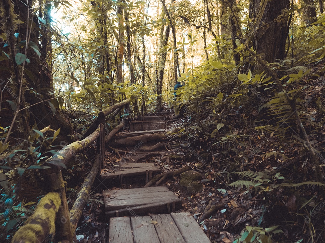 Floresta tropical no Parque Nacional Doi Inthanon, Tailândia.
