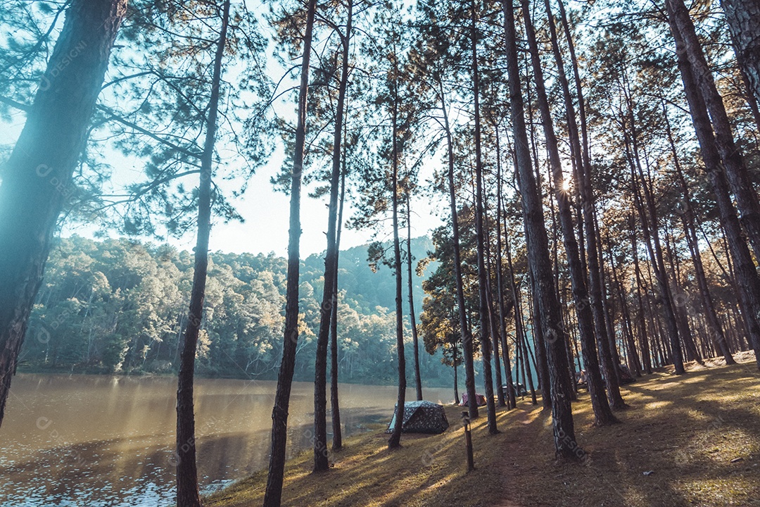 Paisagem de pinheiros perto do reservatório.