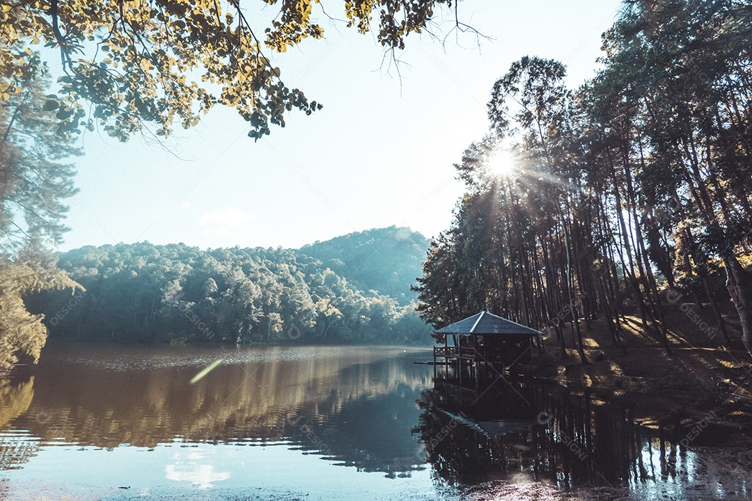 Paisagem de pinheiros perto do reservatório.