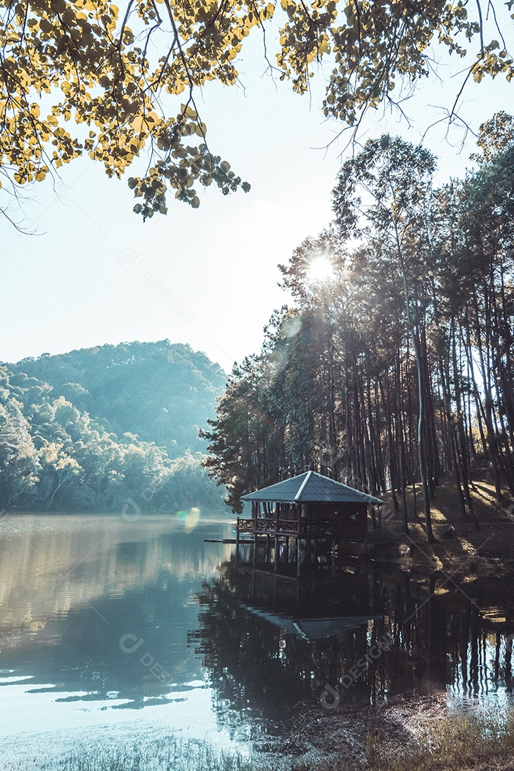 Paisagem de pinheiros perto do reservatório.