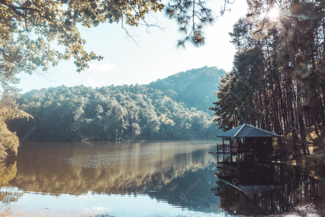 Paisagem de pinheiros perto do reservatório.