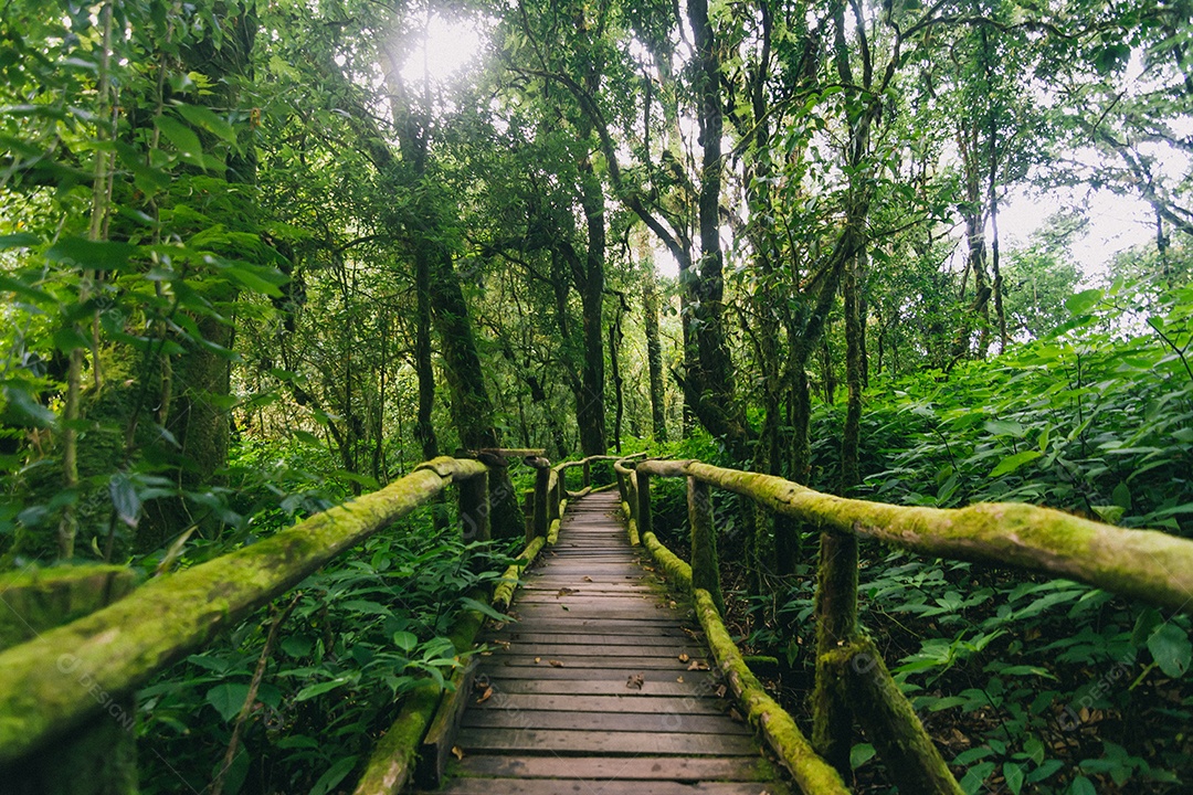 Bela floresta tropical na trilha natural ang ka no parque nacional doi inthanon, Tailândia.
