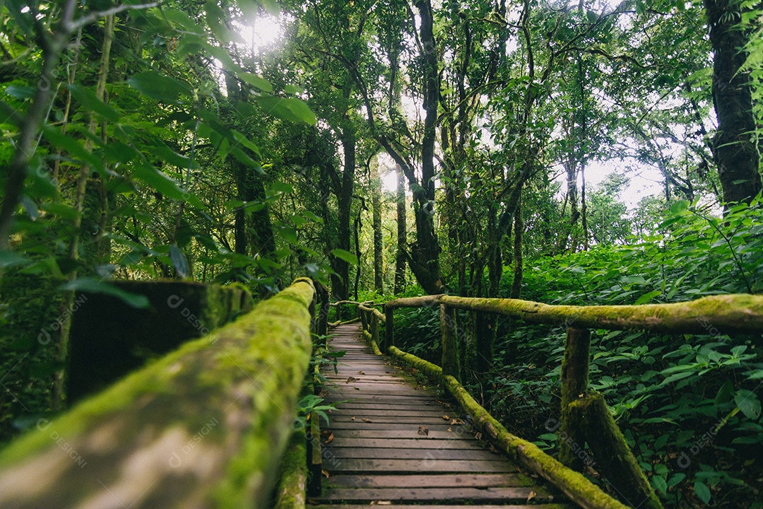 Bela floresta tropical na trilha natural ang ka no parque nacional doi inthanon, Tailândia.