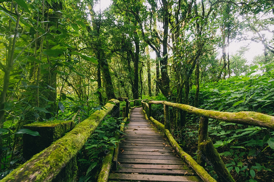 Bela floresta tropical na trilha natural ang ka no parque nacional doi inthanon, Tailândia.