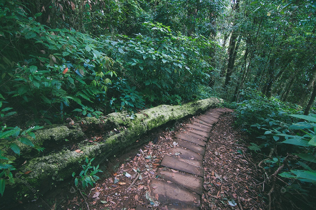 Floresta tropical no Parque Nacional Doi Inthanon, Tailândia.