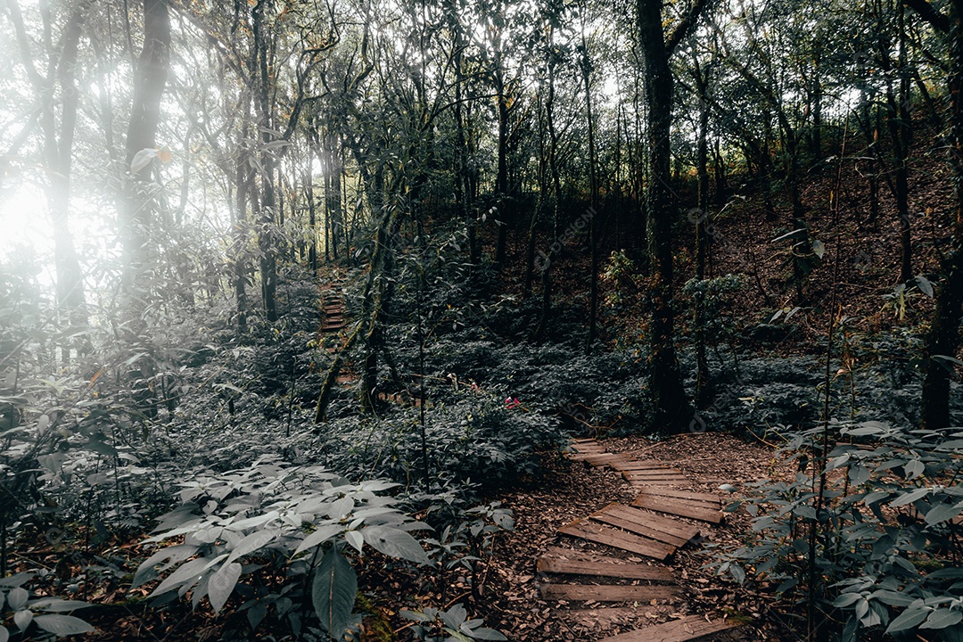 Floresta tropical no Parque Nacional Doi Inthanon, Tailândia.