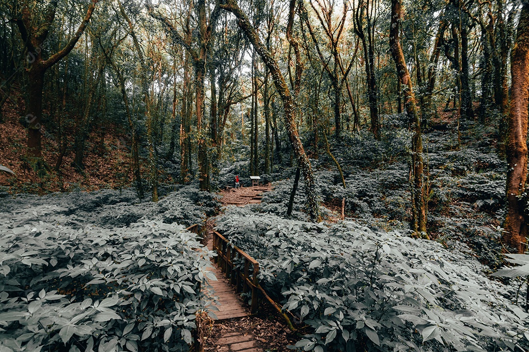 Floresta tropical no Parque Nacional Doi Inthanon, Tailândia.