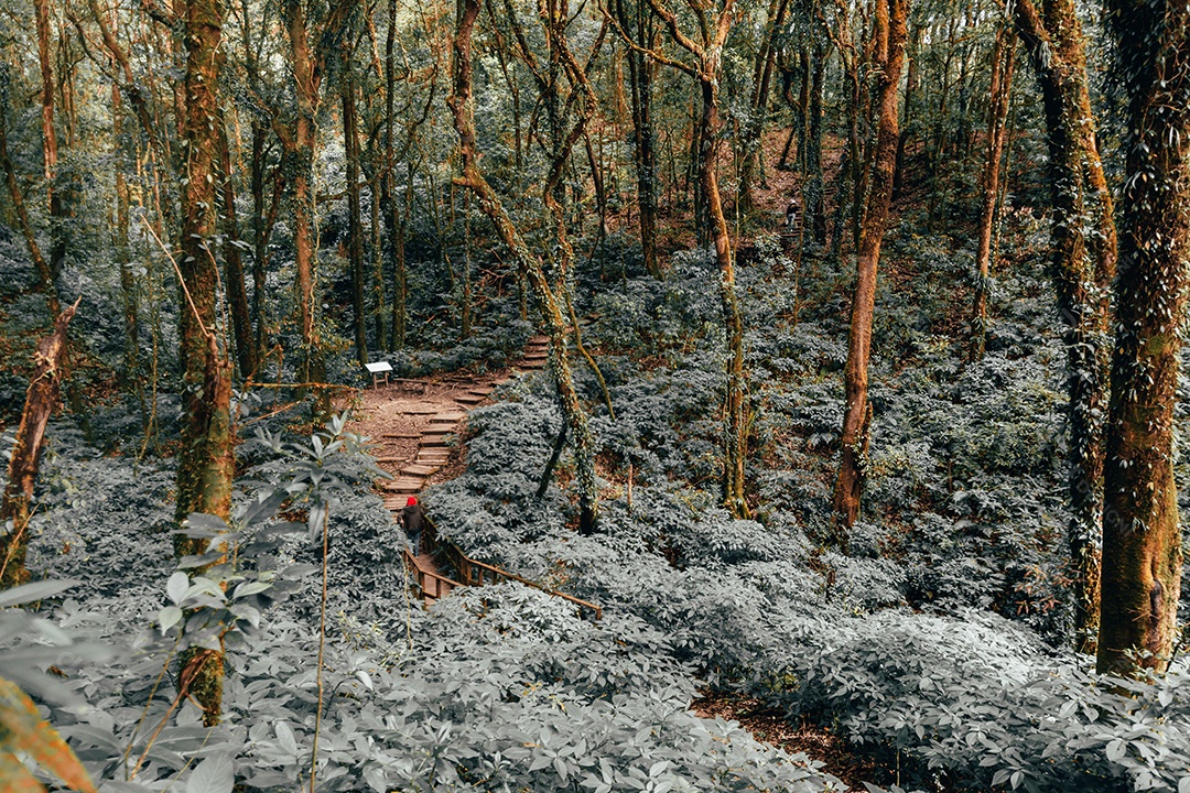Floresta tropical no Parque Nacional Doi Inthanon, Tailândia.
