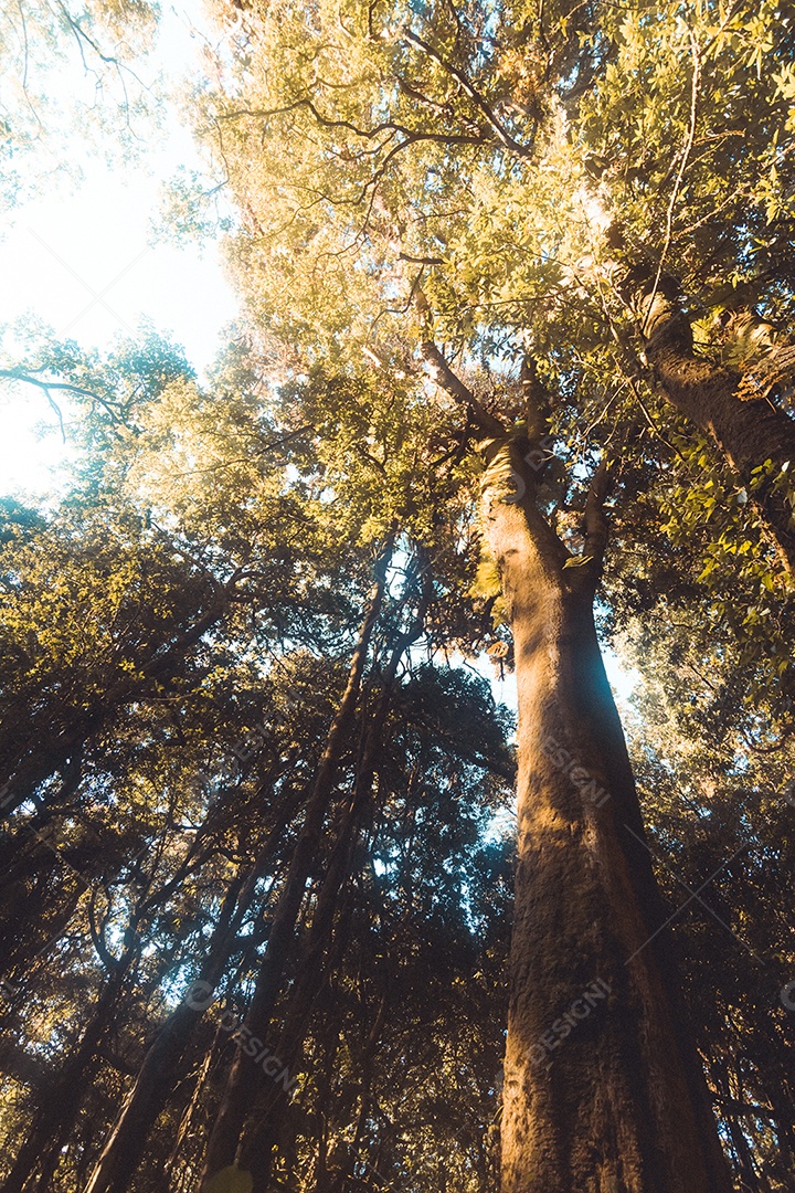 Floresta tropical no Parque Nacional Doi Inthanon, Tailândia.