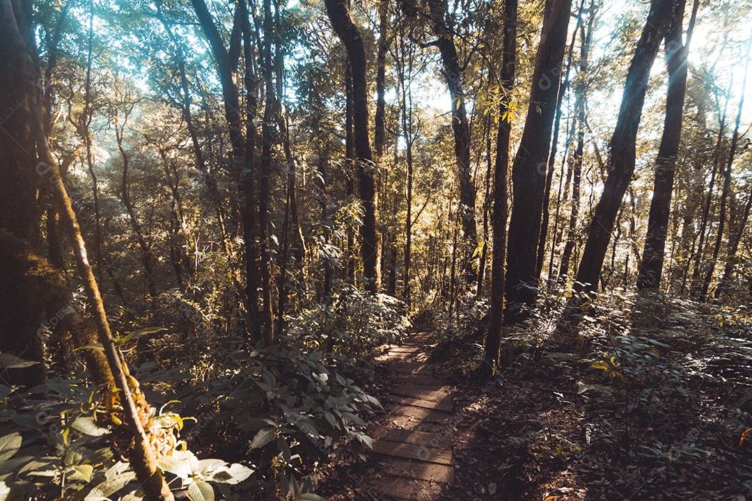 Floresta tropical no Parque Nacional Doi Inthanon, Tailândia.