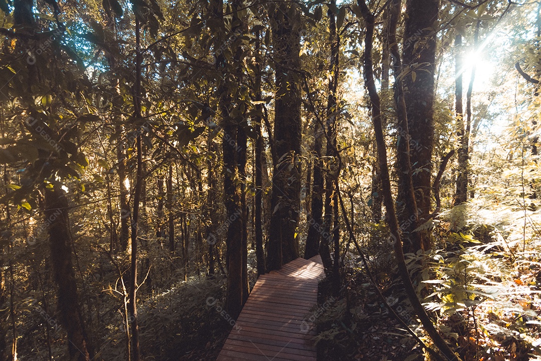 Floresta tropical no Parque Nacional Doi Inthanon, Tailândia.