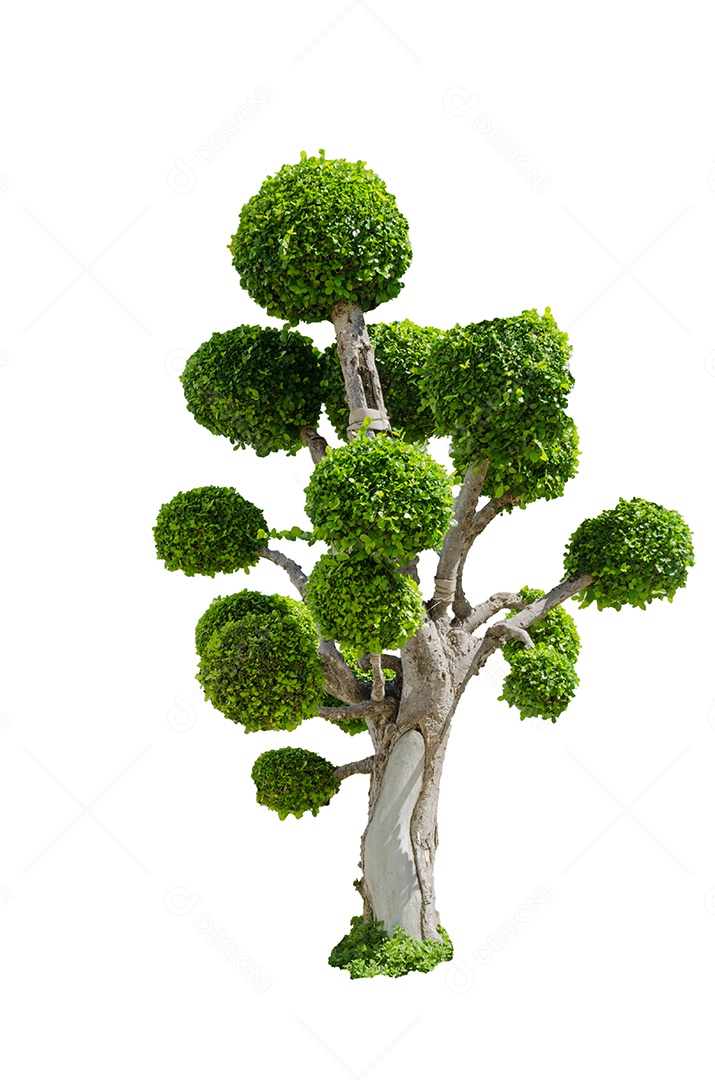 árvore bonsai isolada no fundo branco.
