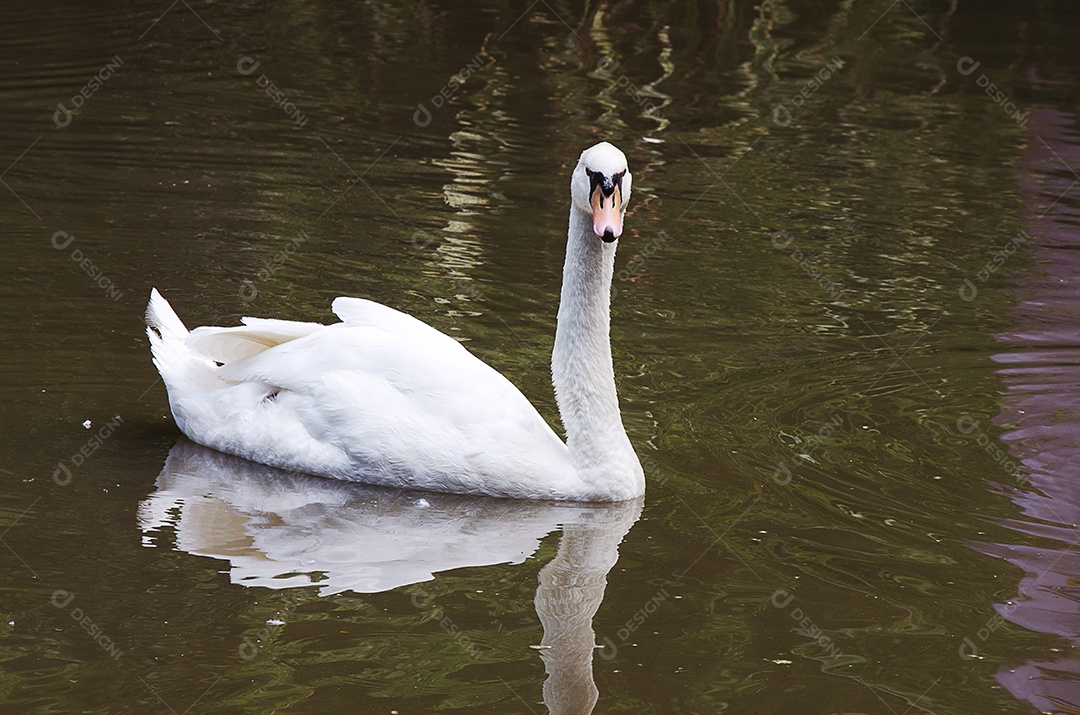 Cisne branco na água.