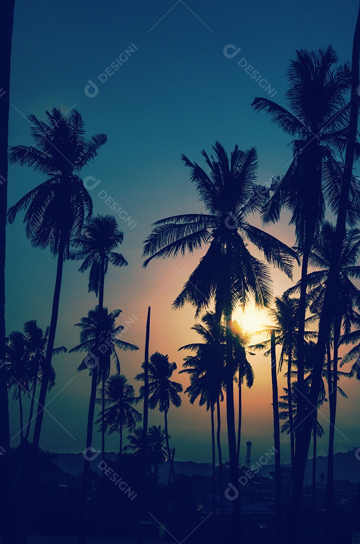 Coqueiros Vintage no fundo por do sol bonito.