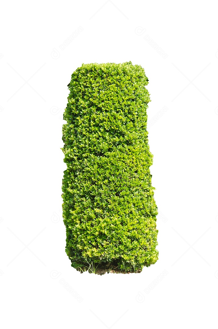 Arbusto verde isolado no fundo branco
