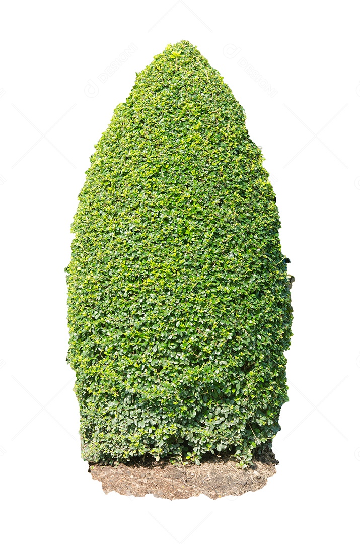 Arbusto verde isolado no fundo branco