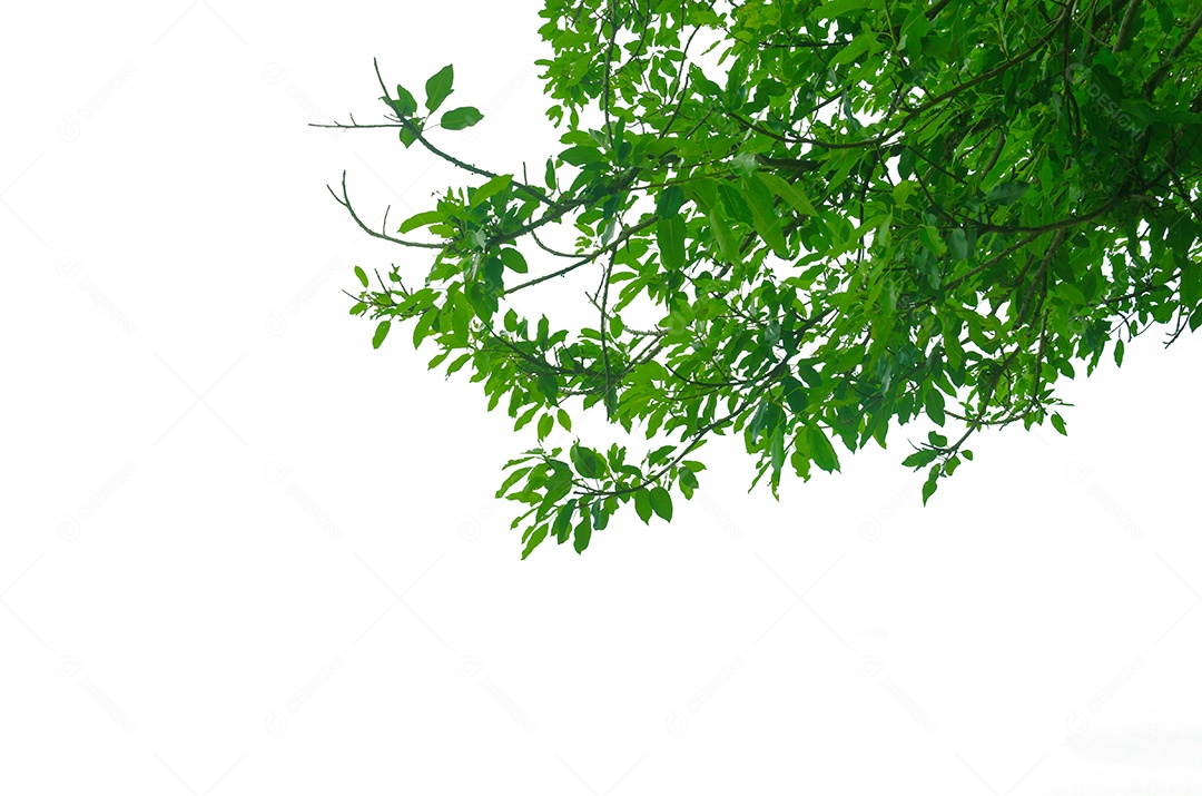 Folhas verdes no conceito de fundo branco para design e decoração