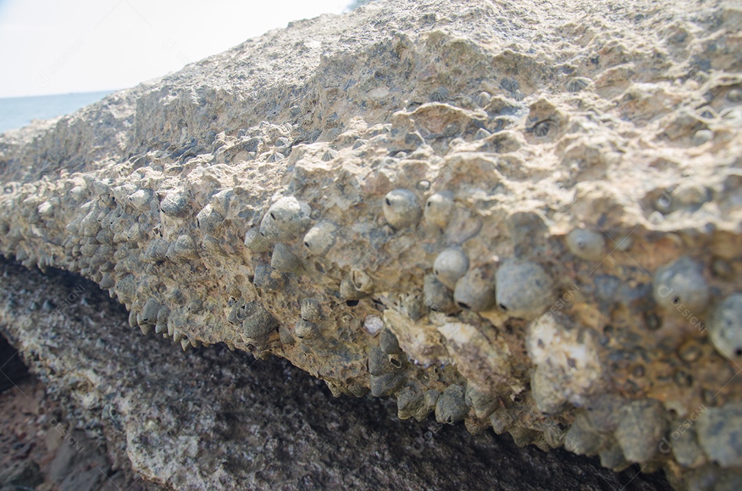 Conchas fósseis na praia de  Tailândia