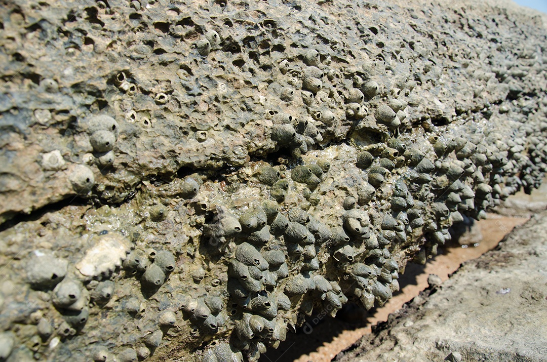 Conchas fósseis na praia de Tailândia