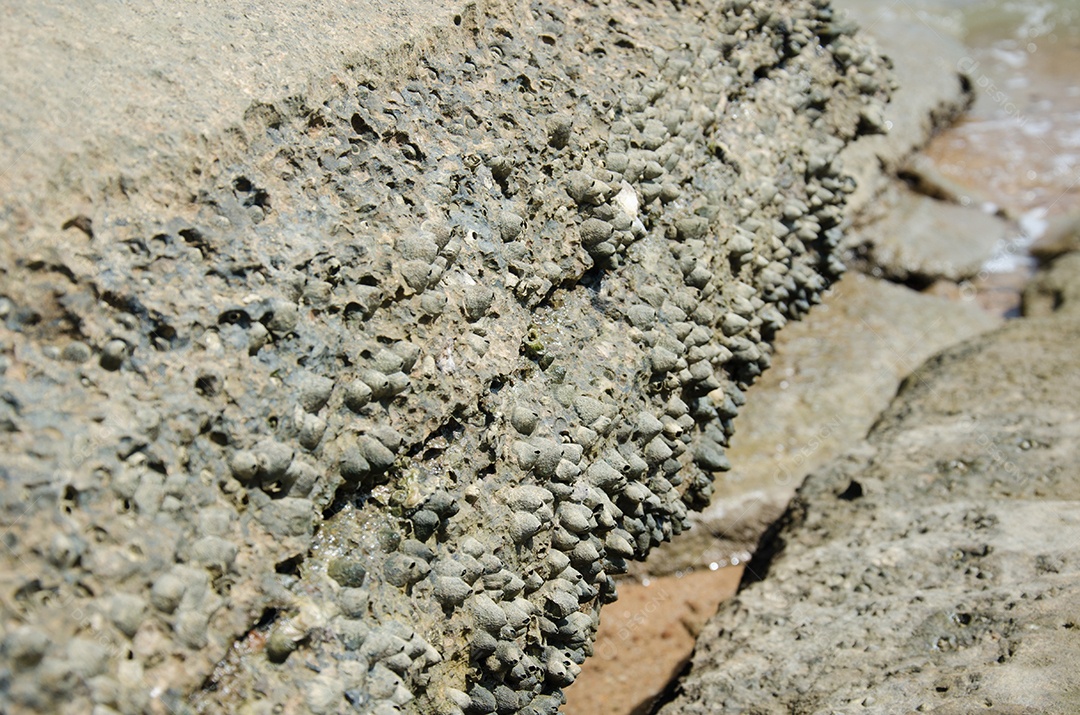 Conchas fósseis na praia de Tailândia