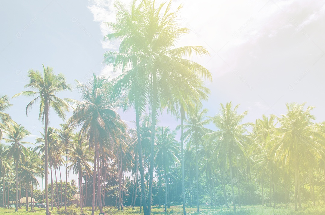Fundo de verão praia tropical com palmeiras com efeito vintage.