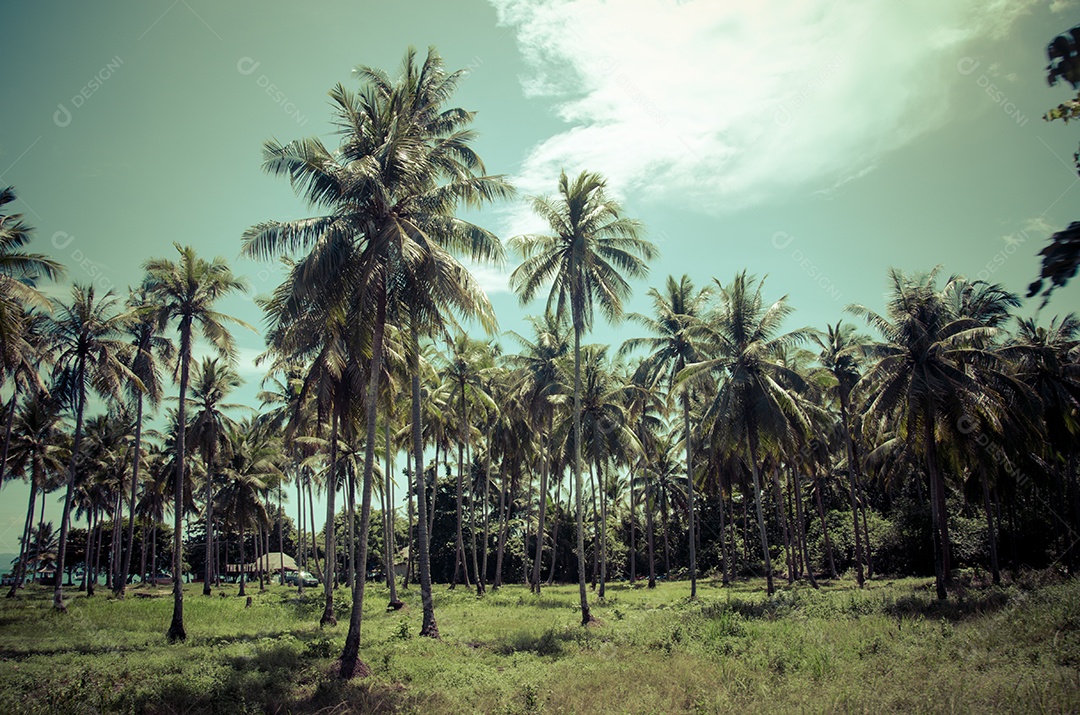Fundo de verão praia tropical com palmeiras com efeito vintage.