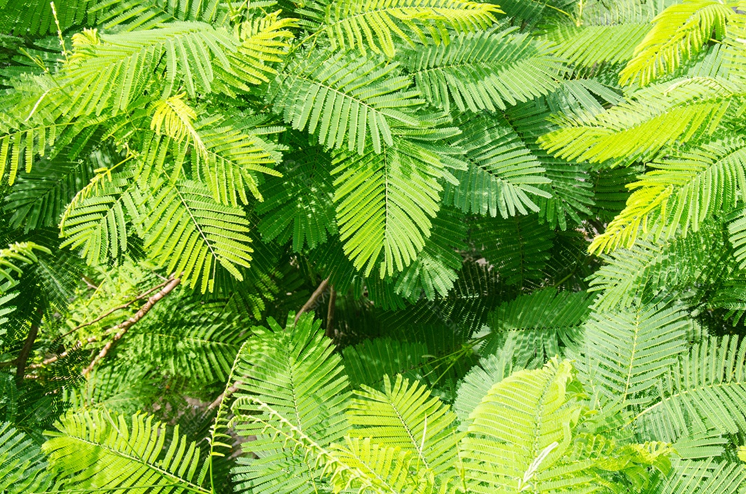 Folhas verdes para segundo plano.