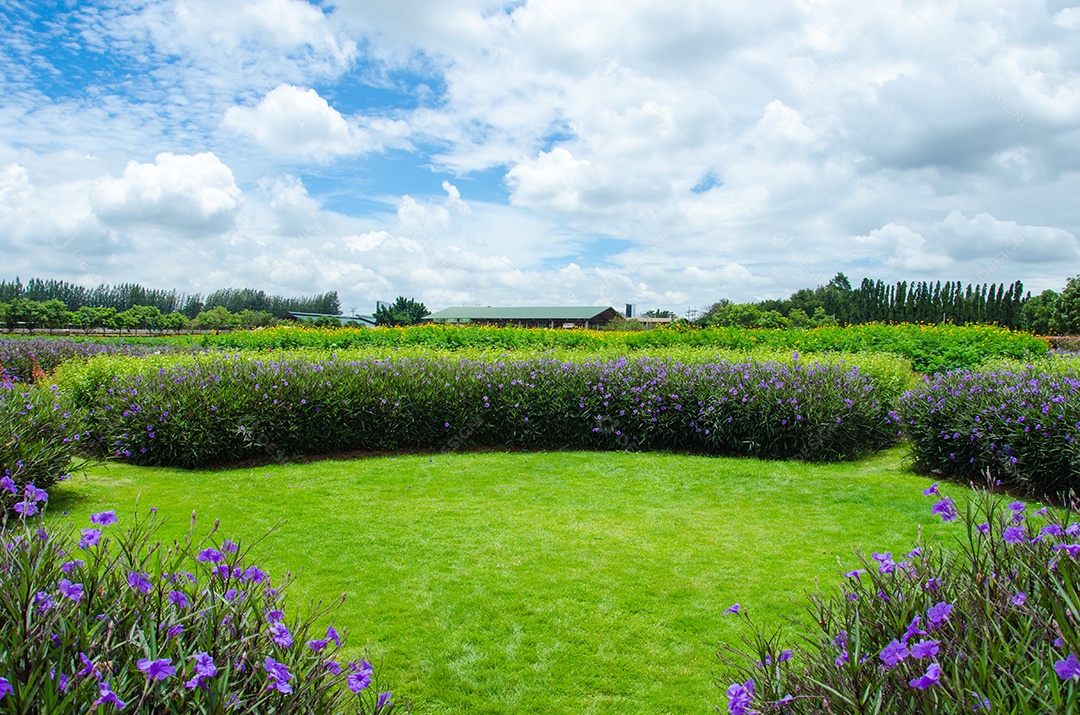 O jardim a vista do campo de flores, nuvens e céu azul.