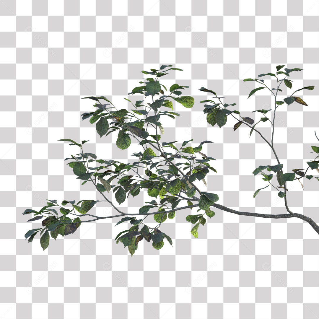 Folhas verdes de árvores PNG Transparente