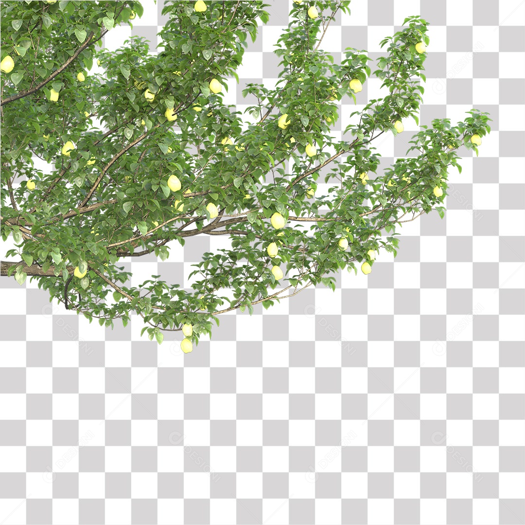 Árvore de Folha Verde Fruto Planta PNG Transparente