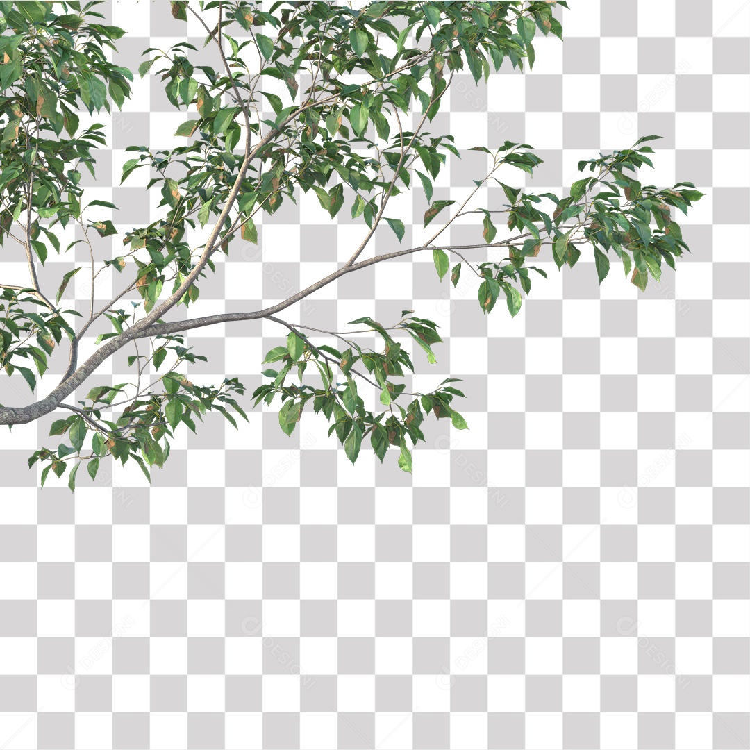 Árvores verdes PNG Transparente