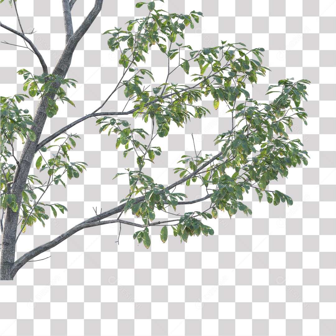 Árvores verdes PNG Transparente