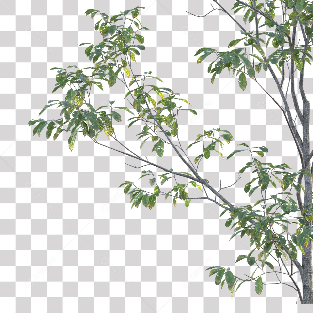 Árvores verdes PNG Transparente