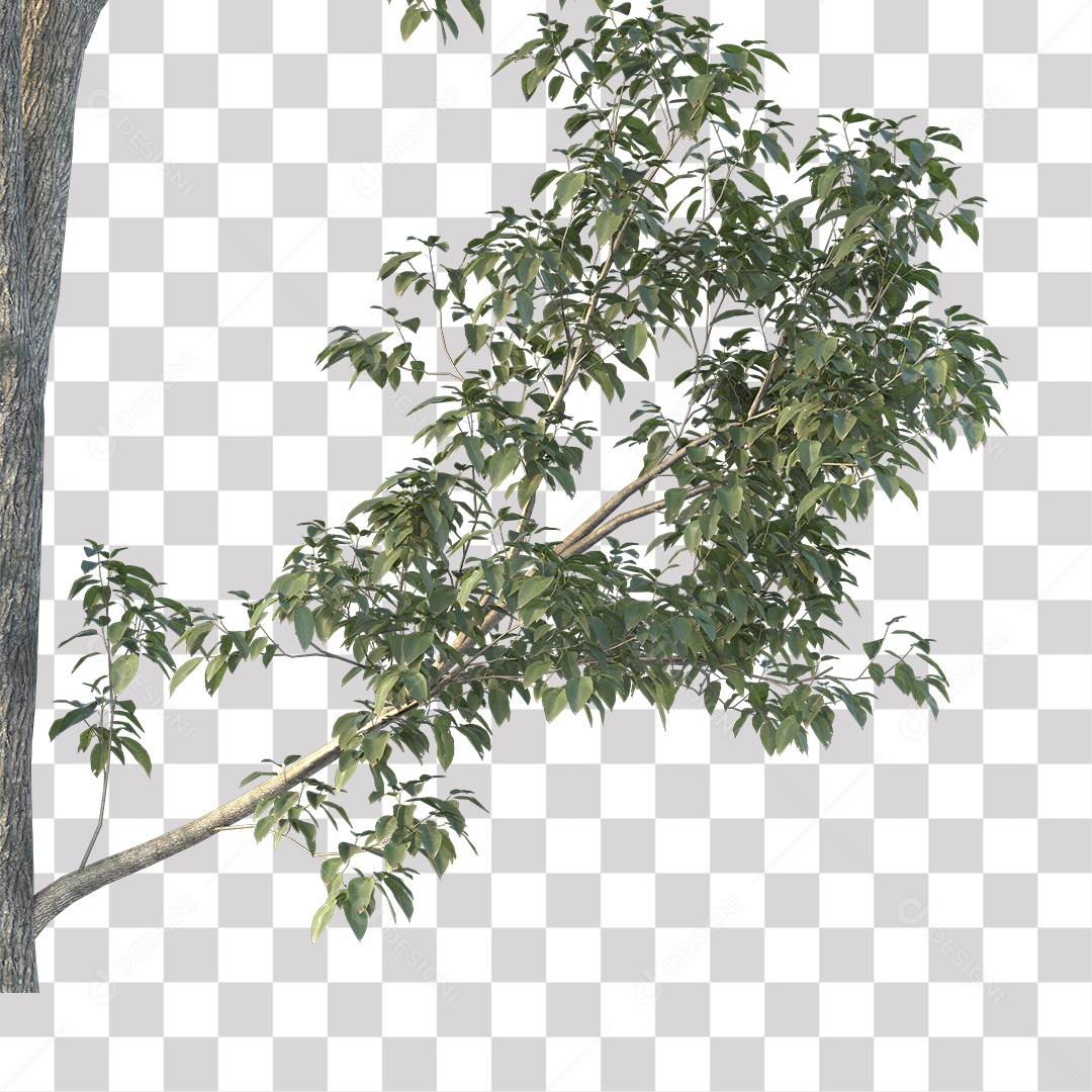 Árvores verdes PNG Transparente