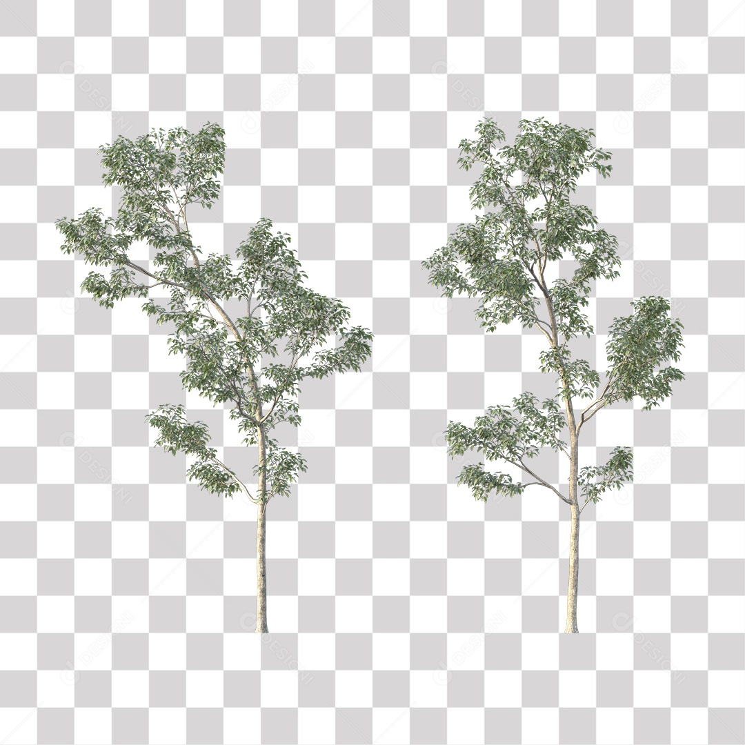 Árvore de Folha Verde Coqueiro Planta PNG Transparente