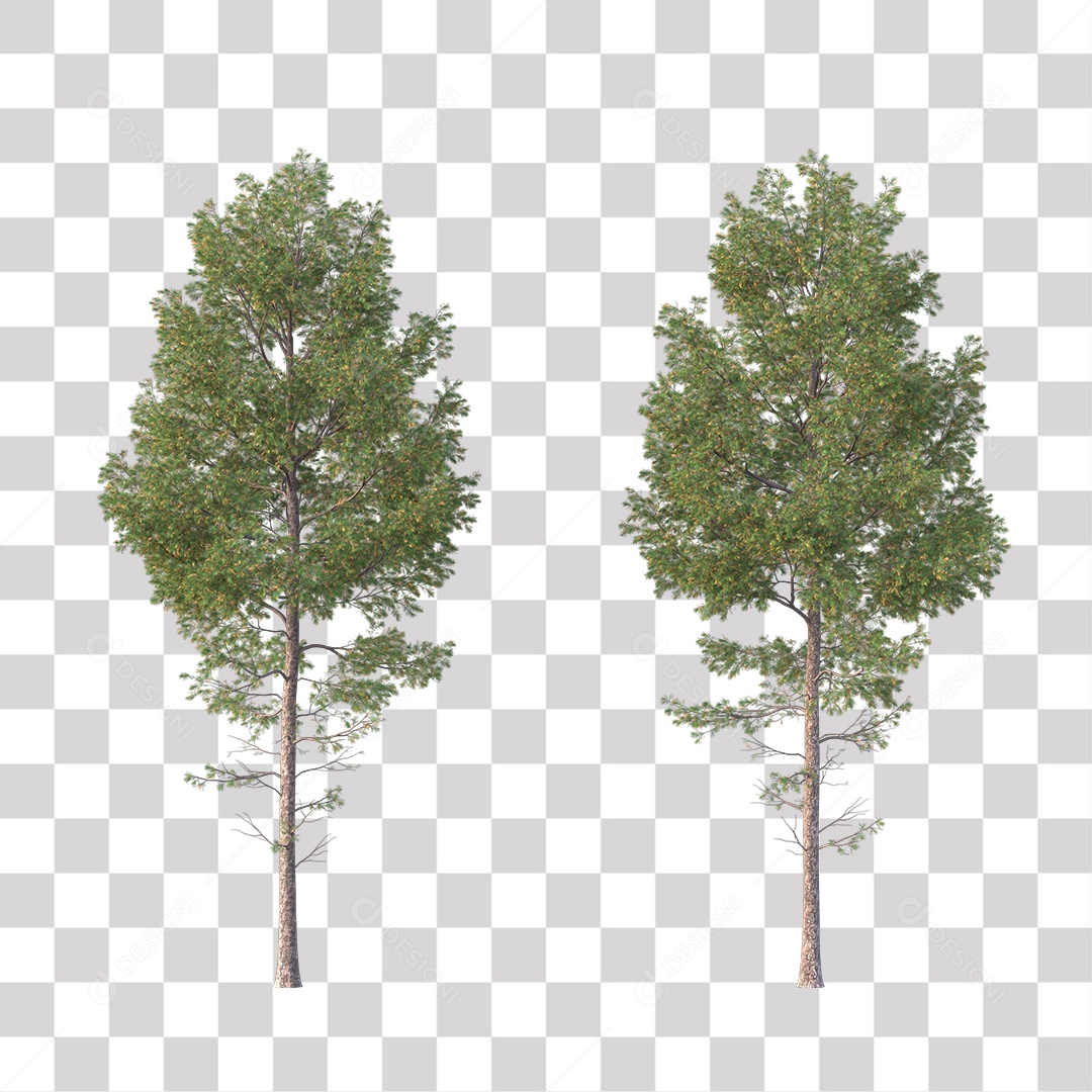 Árvore de Folha Verde Coqueiro Planta PNG Transparente