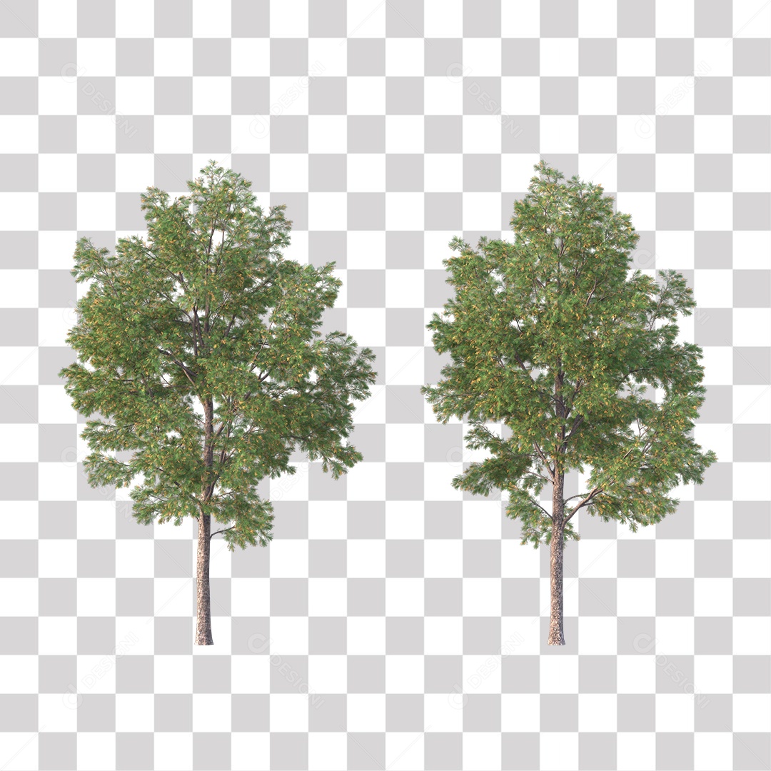 Árvore de Folha Verde Coqueiro Planta PNG Transparente