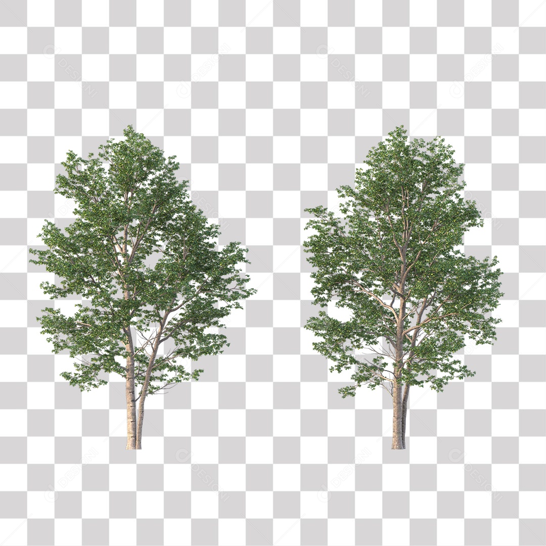 Árvore de Folha Verde Coqueiro Planta PNG Transparente