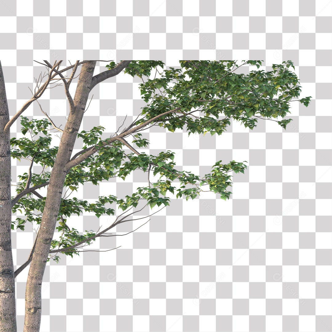 Árvore de Folha Verde Coqueiro Planta PNG Transparente