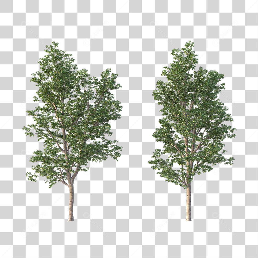 Árvore de Folha Verde Coqueiro Planta PNG Transparente