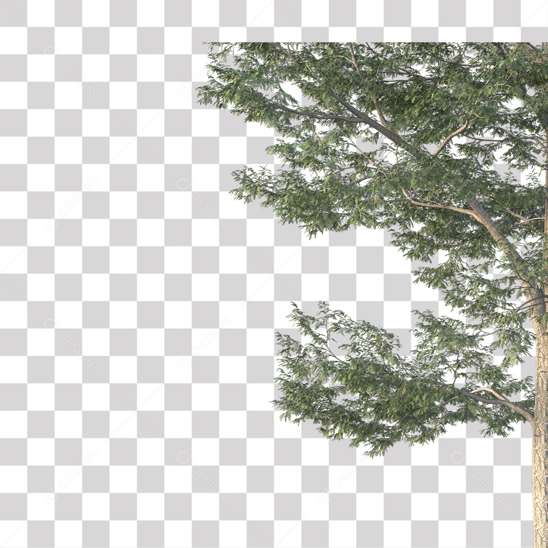 Árvore de Folha Verde Coqueiro Planta PNG Transparente