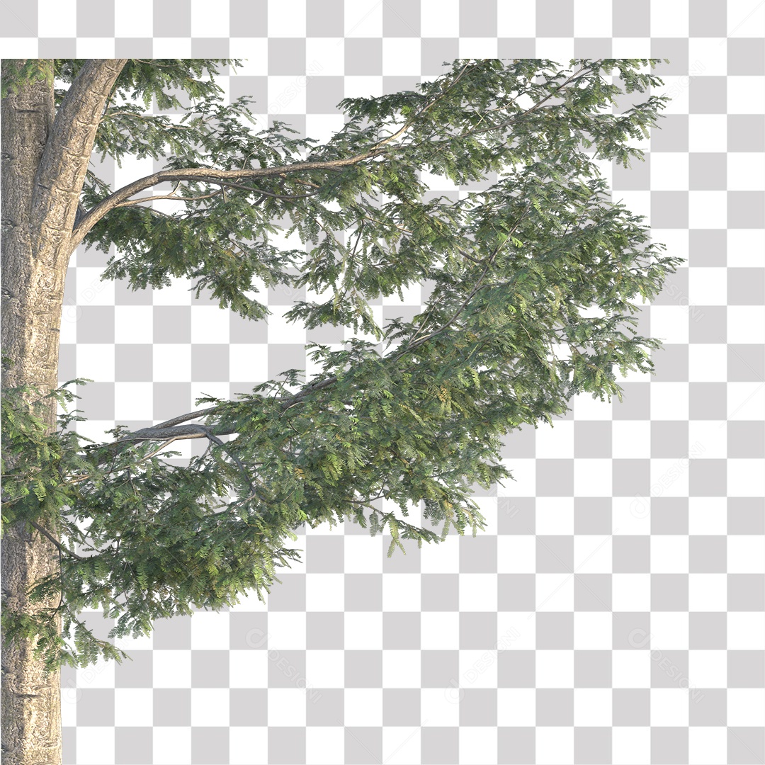 Árvore de Folha Verde Coqueiro Planta PNG Transparente