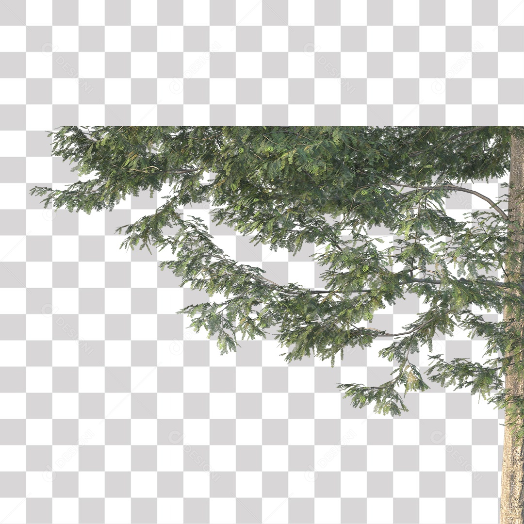 Árvore de Folha Verde Coqueiro Planta PNG Transparente